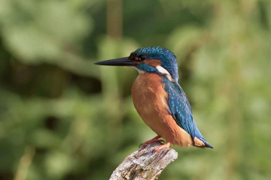 Ijsvogel